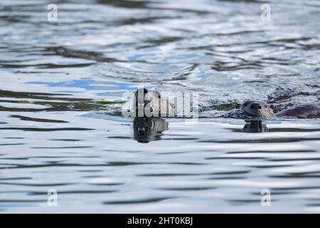 Nördliche Flussotter (Lontra canadensis) zwei Otter schwimmen im Yellowstone River, Hayden Valley, Calcite Springs Overlook, Yellowstone National Stockfoto