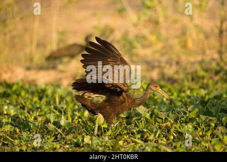 Limpkin (Aramus guarauna), der seinen Weg durch die Vegetation am Ufer des Wassers bahnt. Pantanal, Mato Grosso, Brasilien Stockfoto