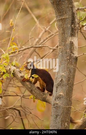 Das indische Riesenhörnchen (Ratufa indica) klettert in einen Baum. Satpura-Nationalpark, Madhya Pradesh, Indien Stockfoto