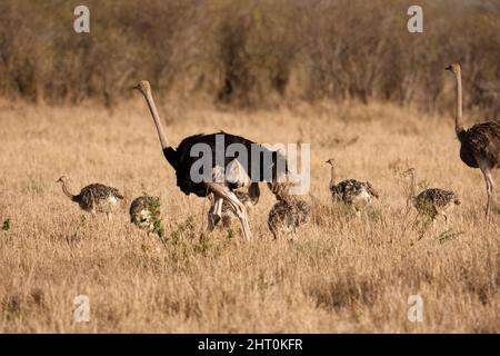 Masai ostrich (Struthio camelus massaicus) Eltern und ihre Brut von sechs Küken. Die Eltern teilen sich die Betreuung der Küken. Masai Mara National Reserve, K Stockfoto