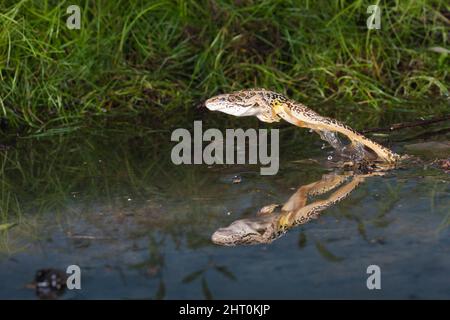 Südlicher Leopardenfrosch (Lithobates sphenocephalus) ein kleiner Frosch, der ein wundervoller Leaper ist, um Raubübereignung zu entgehen. Herkunft: Südost-USA Stockfoto