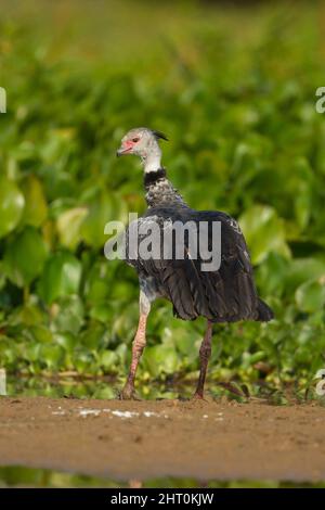 Südlicher Schreier (Chauna torquata), der auf einer Straße läuft. Brasilien Stockfoto