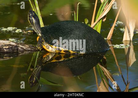 Gelbbauchiger Schieber (Trachemys scripta scripta) auf einem Balken im Wasser, mit Reflexion. Everglades National Park, Florida, USA Stockfoto