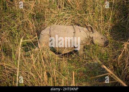 Indisches Nashorn (Nashorn unicornis) Kalb im Gras. Kaziranga-Nationalpark, Madhya Pradesh, Indien Stockfoto