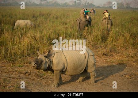 Indische Nashorn (Nashorn unicornis) Paar und im Hintergrund drei Elefanten zu Fuß weg mit ihrer Ladung von Touristen. Kaziranga-Nationalpark Stockfoto