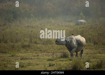 Indisches Nashorn (Nashorn unicornis) auf einer Ebene, ein weiteres im Hintergrund. Kaziranga-Nationalpark, Madhya Pradesh, Indien Stockfoto