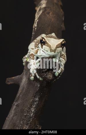 Amazonasmilchfrosch (Trachyccepalus resinifictrix) ein großer, bis zu 10,2 cm langer Arborealfrosch. Es strahlt eine milchige Substanz aus, wenn es gestresst wird. Herkunft: Amazon r Stockfoto