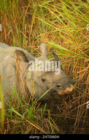 Indisches Nashorn (Nashorn unicornis) Kopf eines jungen Kalbes, das im hohen Gras grast. Kaziranga-Nationalpark, Madhya Pradesh, Indien Stockfoto