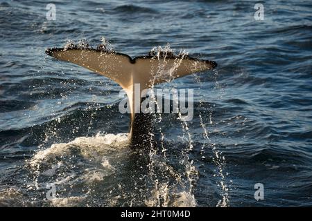 Killerwal (Orcinus Orca) fluke eines Taucherorcas. Sea of Cortez, Mexiko Stockfoto