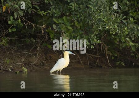 Kappreiher (Pilherodius pileatus), der in einem Fluss fischt. Pantanal, Brasilien Stockfoto