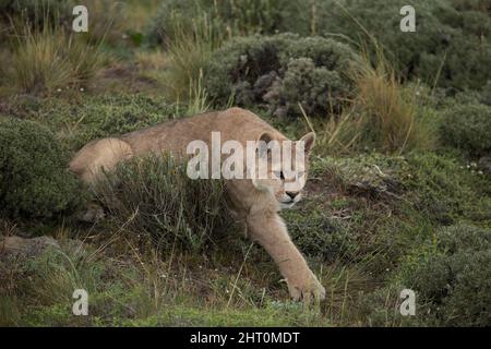 Der Berglöwe (Puma concolor) liegt zwar unten, reicht aber mit einer Pfote nach vorne. Nationalpark Torres del Paine, Chile Stockfoto