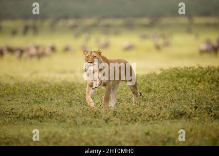 Afrikanischer Löwe (Panthera leo), Weibchen, das ein junges Junge im Mund trägt. Serengeti-Nationalpark, Tansania Stockfoto