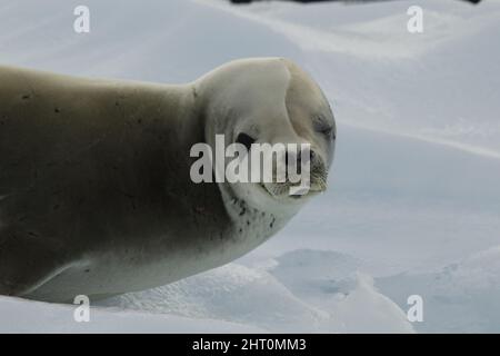 Krabbenfellrobbe (Lobodon carcinophagus) auf dem Kopf einer Robbe, die den Fotografen betrat. Antarktische Halbinsel, Antarktis Stockfoto