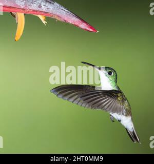 Andensmaragd (Amazilia franciae), der zur Blüte auffliegt, um sich von Nektar zu ernähren. Stockfoto