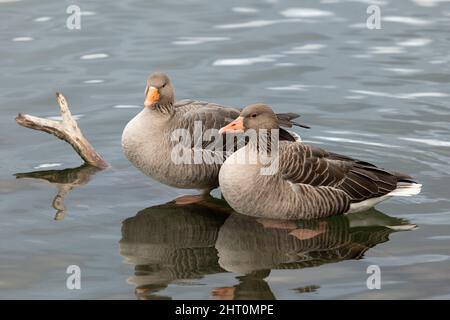 Zwei Graugänse, Anser anser, sitzen auf einem Ast im Wasser Stockfoto