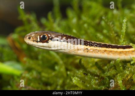 Östliche Bandschlange (Thamnophis sauritus sauritus), in Moos, im Nordosten der Vereinigten Staaten beheimatet. USA Stockfoto