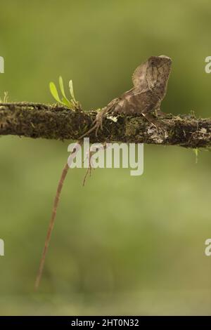 Glattes behelmetes Leguan (Corytophanes cristatus) an einem Zweig im Wald. Arenal Volcano National Park, Costa Rica Stockfoto