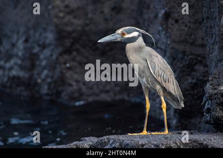 Gelber Nachtreiher (Nyctanassa violacea), bewegungslos auf felsigen Felsvorsprüngen. Galapagos-Inseln, Ecuador Stockfoto