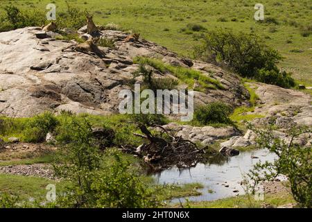 Afrikanischer Löwe (Panthera leo), Gruppe von vier, die tagsüber auf einem Kopje oder Koppie, einem Granitausbissen, ruhen. Tansania Stockfoto