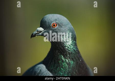 Bhaktapur, Bagmati, Nepal. 26.. Februar 2022. Porträt einer normalen Taube. (Bild: © Amit Machamasi/ZUMA Press Wire) Bild: ZUMA Press, Inc./Alamy Live News Stockfoto
