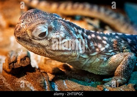 Nahaufnahme des zentralen Netzdrachens (Ctenophorus nuchalis) Stockfoto