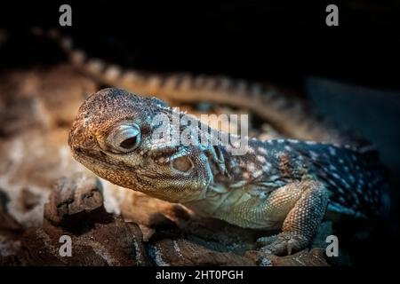 Nahaufnahme des zentralen Netzdrachens (Ctenophorus nuchalis) Stockfoto