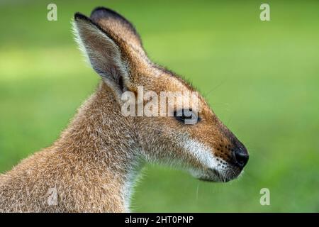 Nahaufnahme eines rothalsigen Wallabys (Macropus rufogriseus) Stockfoto