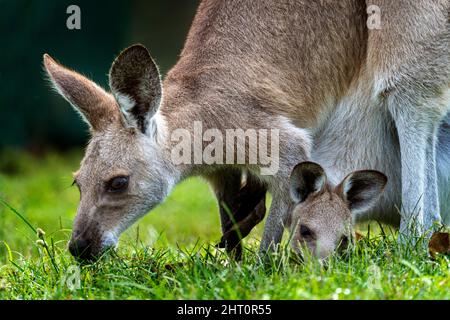 Nahaufnahme des jungen joey Eastern Grey Känguru Macropus giganteus - mit dem Kopf, der aus dem Beutel der Mutter herausragt. Stockfoto