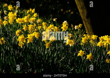 Ein Farbfoto von Narzissen, die im Frühling blühen. Stockfoto