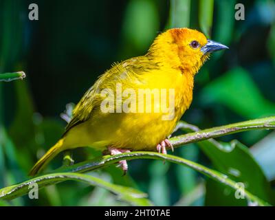 Nahaufnahme eines weiblichen westlichen Tanagers, der auf einem dünnen Zweig in Orlando, Florida, sticht. Stockfoto