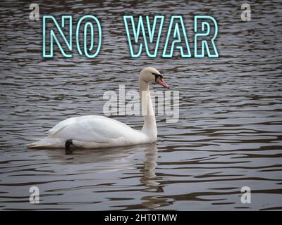 Kein Krieg. Text auf dem Hintergrund eines schwebenden Schwans - Symbol der Liebe. Konzept kein Krieg, stoppen militärische Operationen, Weltfrieden. Kann auf Plakaten verwendet werden, fliegen Stockfoto