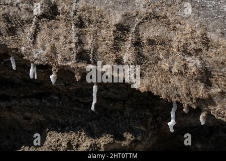 Salze und Mineralien Sedimente und Stalaktiten auf Gesteinen in der Nähe des Toten Meeres, Israel. Stockfoto