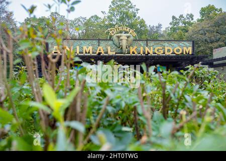 Kissimmee, Florida - 7. Februar 2022: Nahaufnahme des Disney World Animal Kingdom Eingangs Beschilderung durch Büsche Konzeptualisierung des Tierraums. Stockfoto