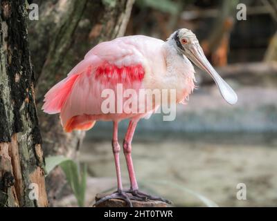 Nahaufnahme Ansicht der Roseate-Löffler, die auf einem Baumstumpf in einem Teich stehen. Stockfoto