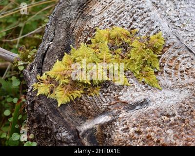 Knights Pflaumenmoos Ptilium crista-castrensis wächst auf einem Baumstumpf Stockfoto