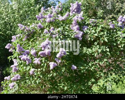 Lila gemeiner Flieder syringa vulgaris-Busch blüht im Frühling in einem Garten Stockfoto