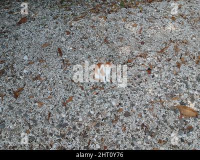 Draufsicht auf eine weiß-Ingwer-Katze, die auf den Felsen steht Stockfoto