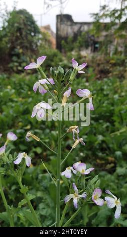 Wilde Rettichblüte. Hortensis f. raphanistroides. Raphanus caudatus. Raphanus sativus Linn Blume. Stockfoto