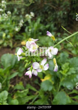 Wilde Rettichblüte. Hortensis f. raphanistroides. Raphanus caudatus. Raphanus sativus Linn Blume. Stockfoto