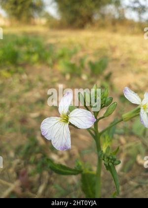 Wilde Rettichblüte. Hortensis f. raphanistroides. Raphanus caudatus. Raphanus sativus Linn Blume. Stockfoto