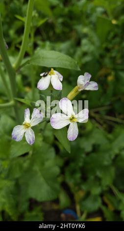 Wilde Rettichblüte. Hortensis f. raphanistroides. Raphanus caudatus. Raphanus sativus Linn Blume. Stockfoto