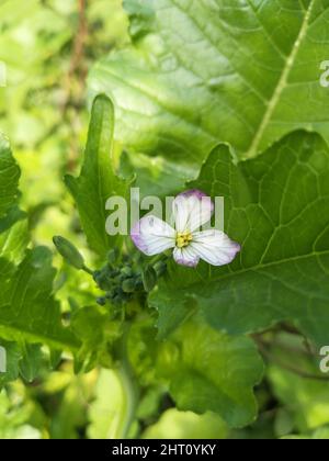 Raphanus caudatus. Raphanus sativus Linn Blume. Raphanus sativus var. oleiformis Stockfoto