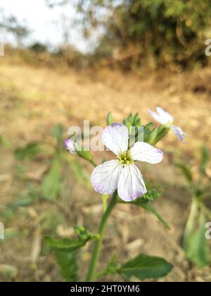 Wilde Rettichblüte. Hortensis f. raphanistroides. Raphanus caudatus. Raphanus sativus Linn Blume. Stockfoto