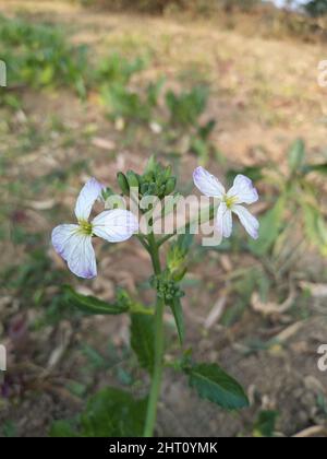 Wilde Rettichblüte. Hortensis f. raphanistroides. Raphanus caudatus. Raphanus sativus Linn Blume. Stockfoto