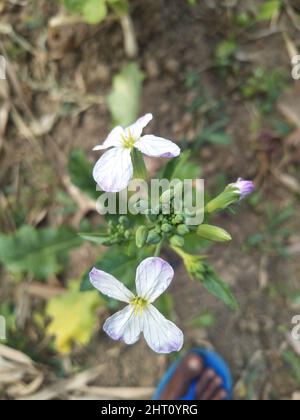 Wilde Rettichblüte. Hortensis f. raphanistroides. Raphanus caudatus. Raphanus sativus Linn Blume. Stockfoto