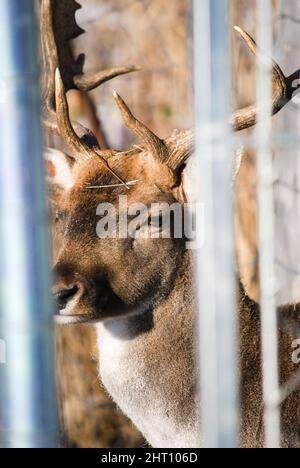 Nahaufnahme des Kopfes des Hirsches Stockfoto