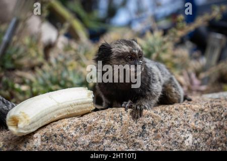 Selektiver Fokus eines jungen Marmosets mit einer Banane auf einem Felsen Stockfoto