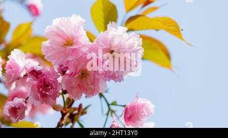 Blühende Sakura am blauen Himmel. Wunderschöne, blühende Sakura-Knospen aus nächster Nähe. Rosa Sakura als Symbol des Frühlings in Japan Stockfoto