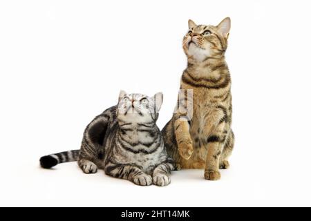 Liebenswert und niedlich tabby Haustier amerikanischen Kurzhaarkatze Stockfoto