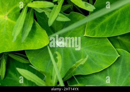 Colocasia esculenta oder Taro ist die älteste kultivierte Art in der Familie der Aroiden. Wasser auf dem grünen Blatt Stockfoto